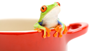 Frog Soup and the Case for Change image